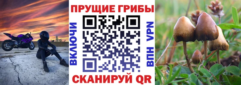 Галлюциногенные грибы MAGIC MUSHROOMS  Купить закладки  Зеленогорск 